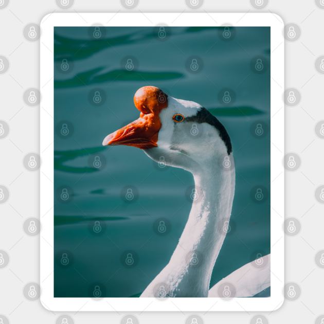 Lake Goose Wildlife Nature Photography Sticker by Luigi Veggetti